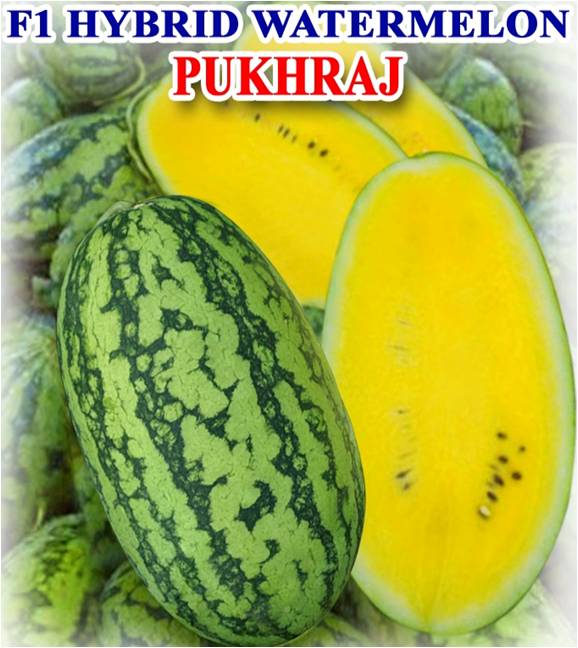 Hybrid Water Melon ( Pukhraj)